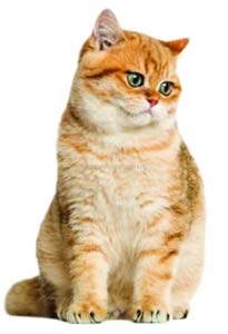 Musclex cat