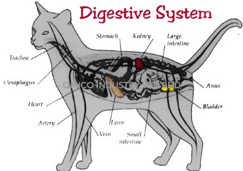 digestive system cat