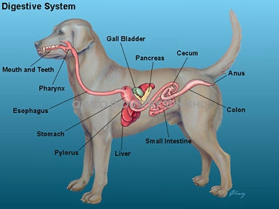 digestive system dog
