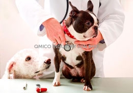 doctor dog