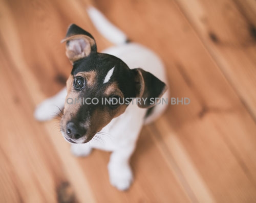 dog06