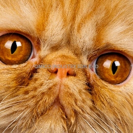 eyes cat1