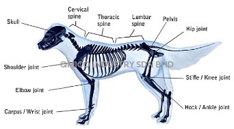 x ray dog bones