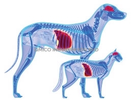 x ray dog cat